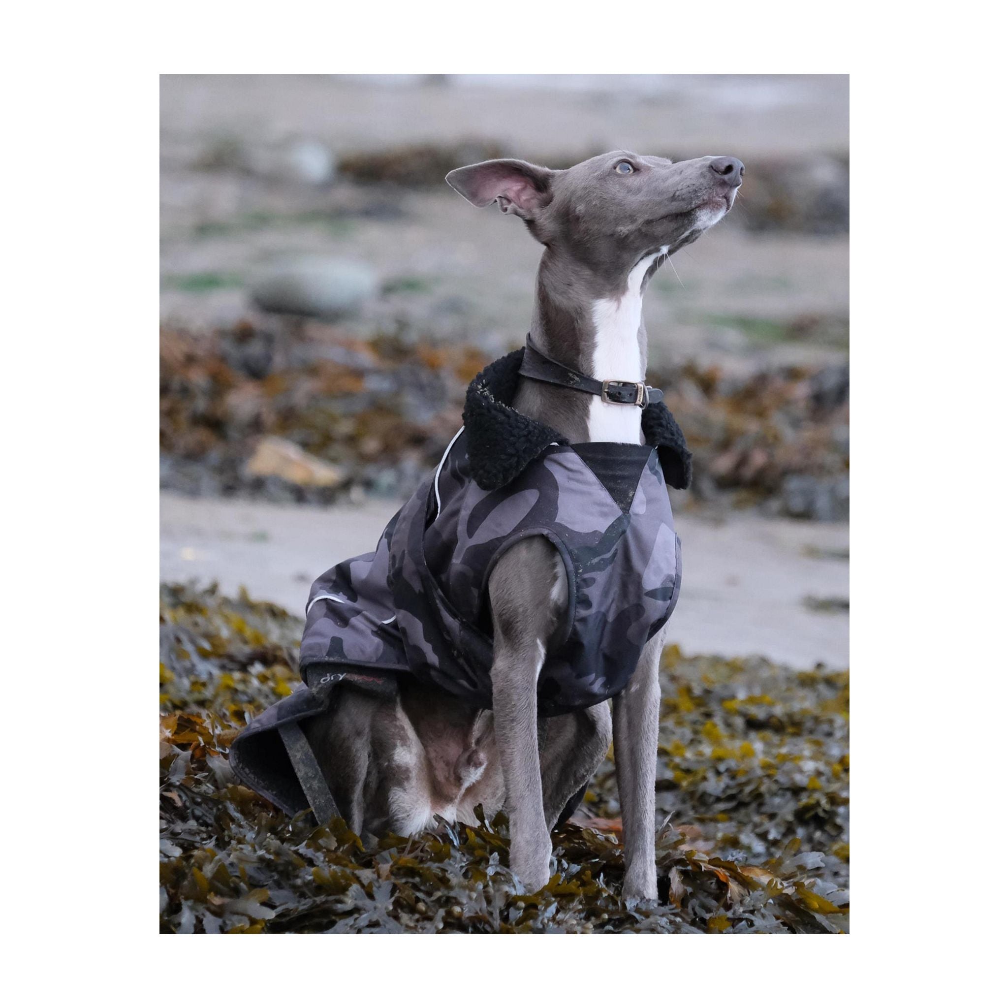 DRYROBE Dog Coat Hundemantel