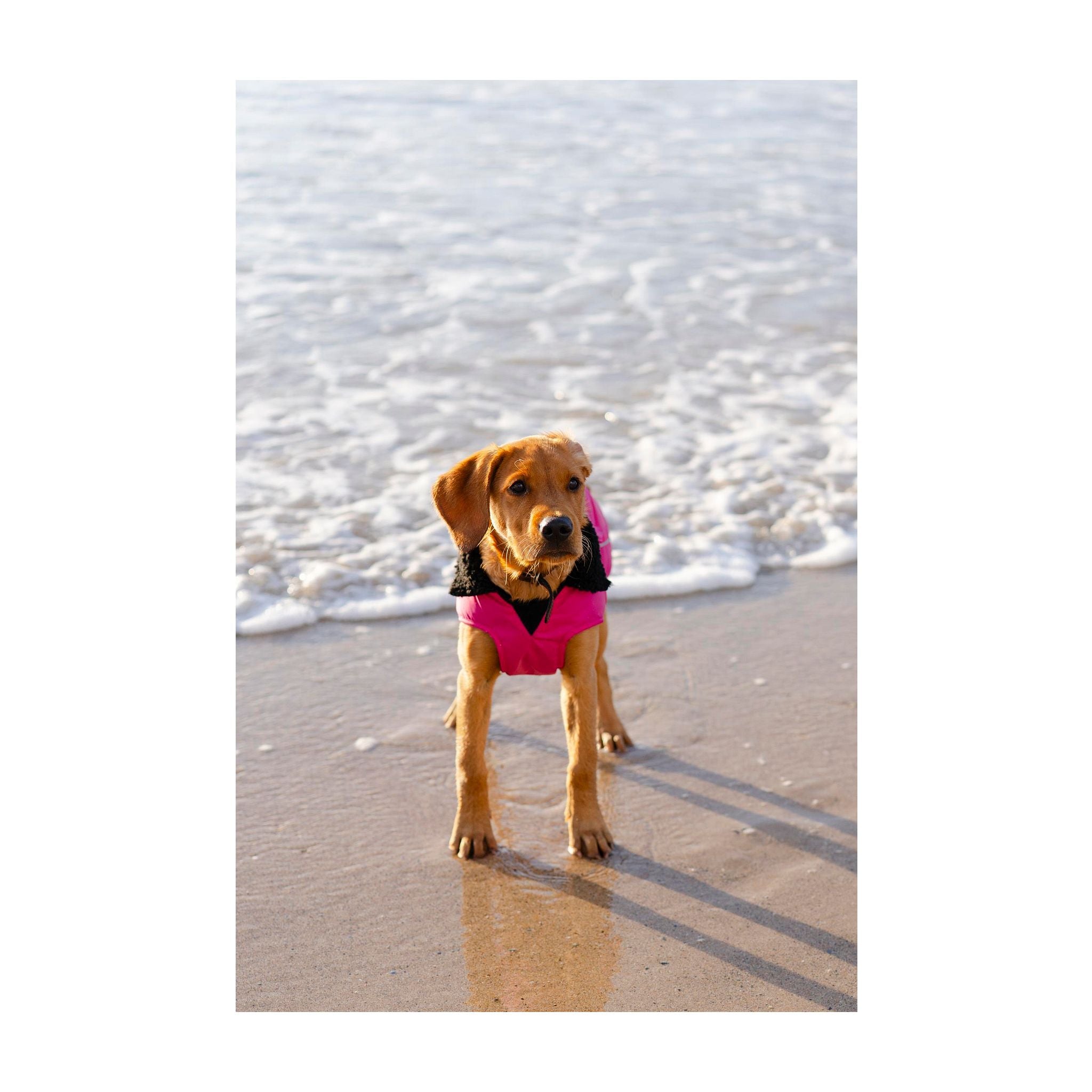 DRYROBE Dog Coat Hundemantel Dogs