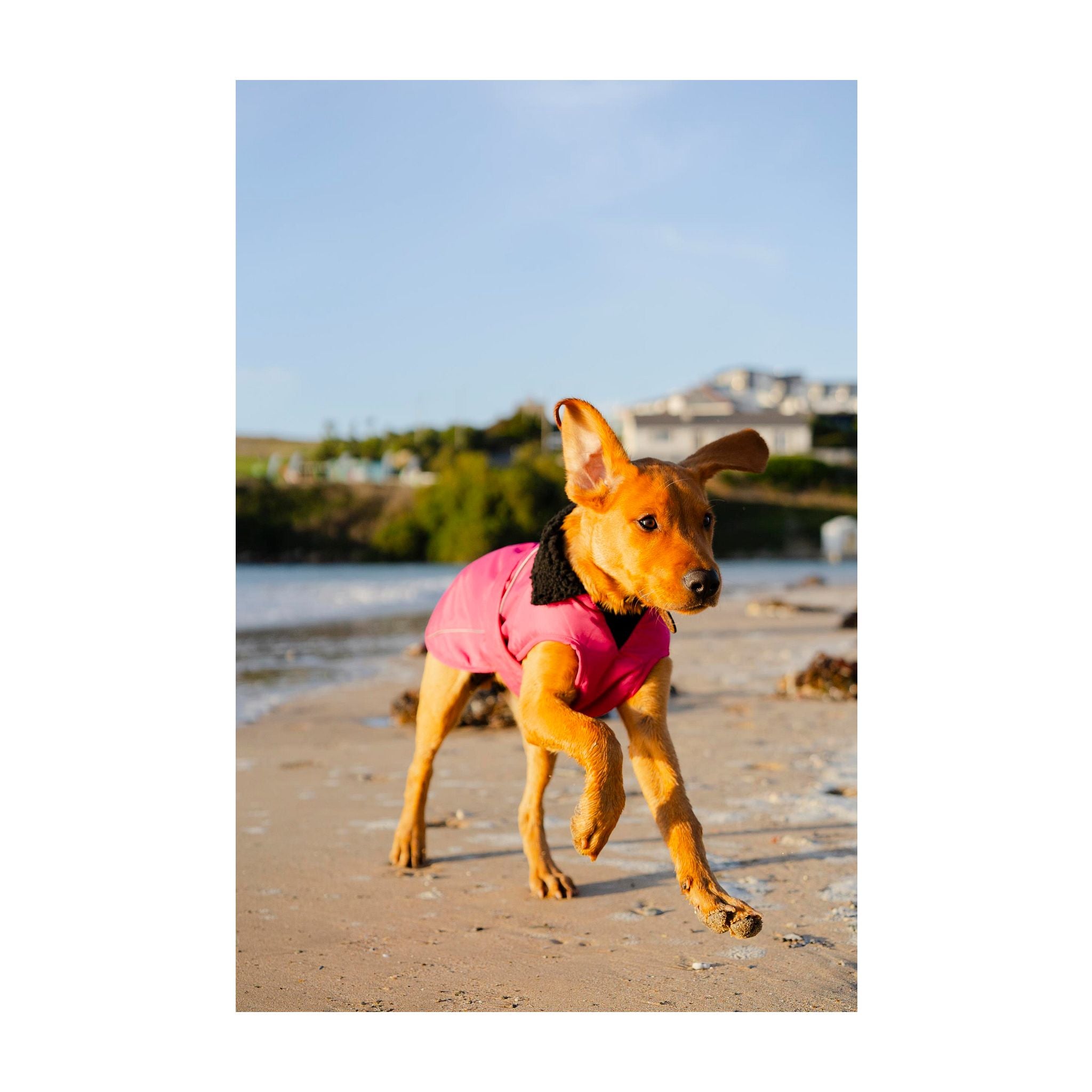 DRYROBE Dog Coat Hundemantel Dogs