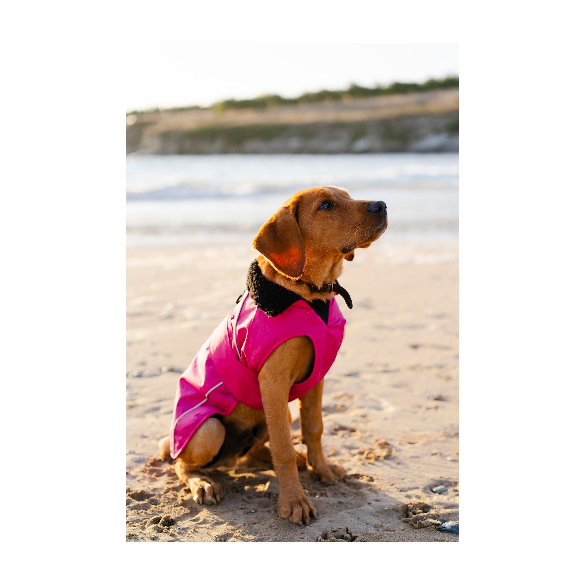 DRYROBE Dog Coat Hundemantel Dogs