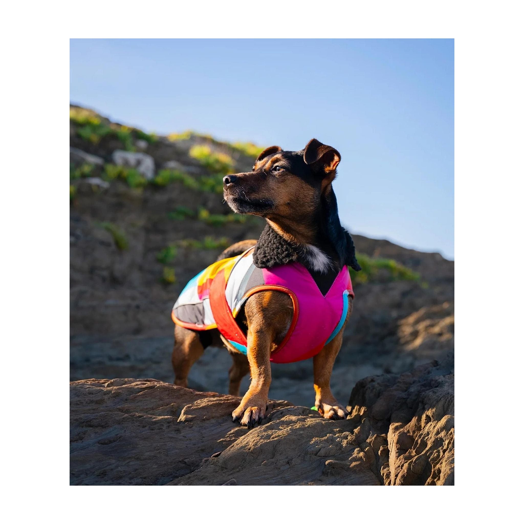 DRYROBE Dog Coat Abstract XXXL Multicolor Dogs