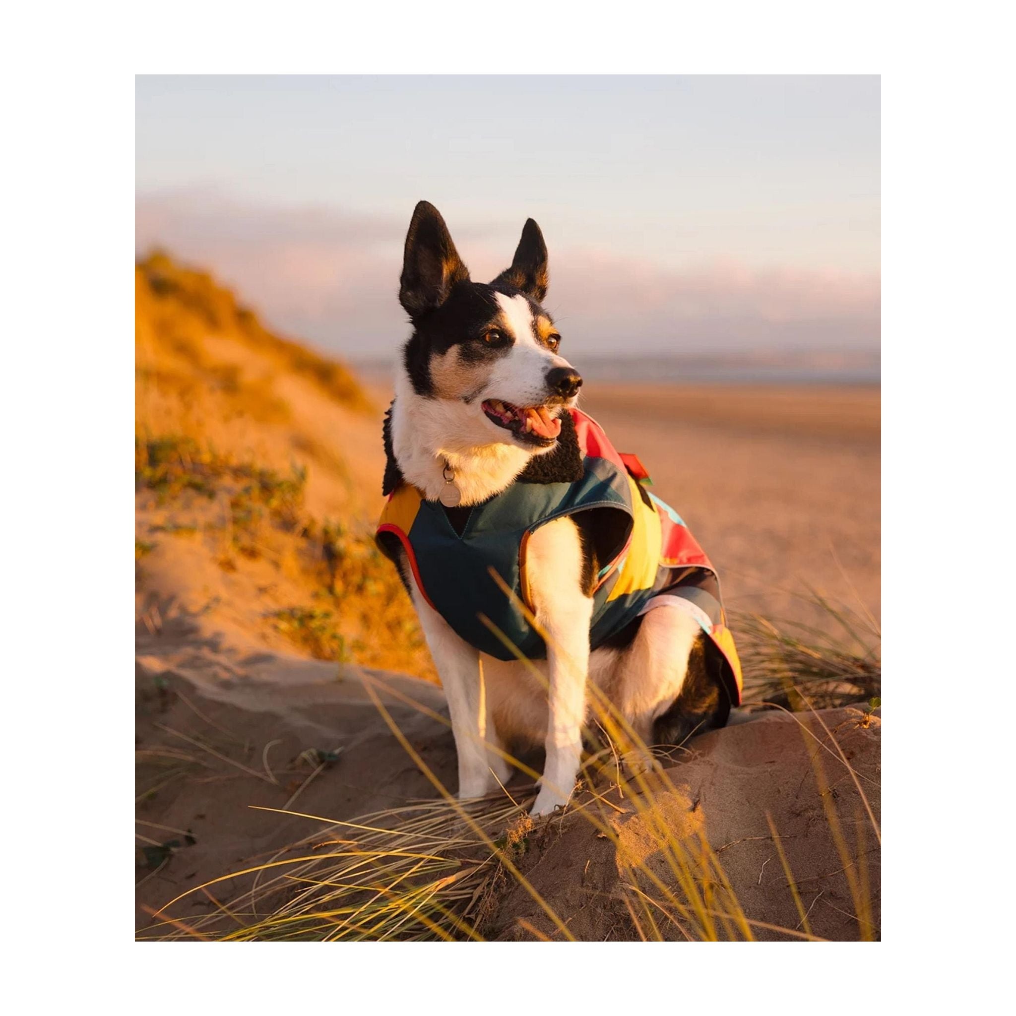 DRYROBE Dog Coat Abstract XXXL Multicolor Dogs