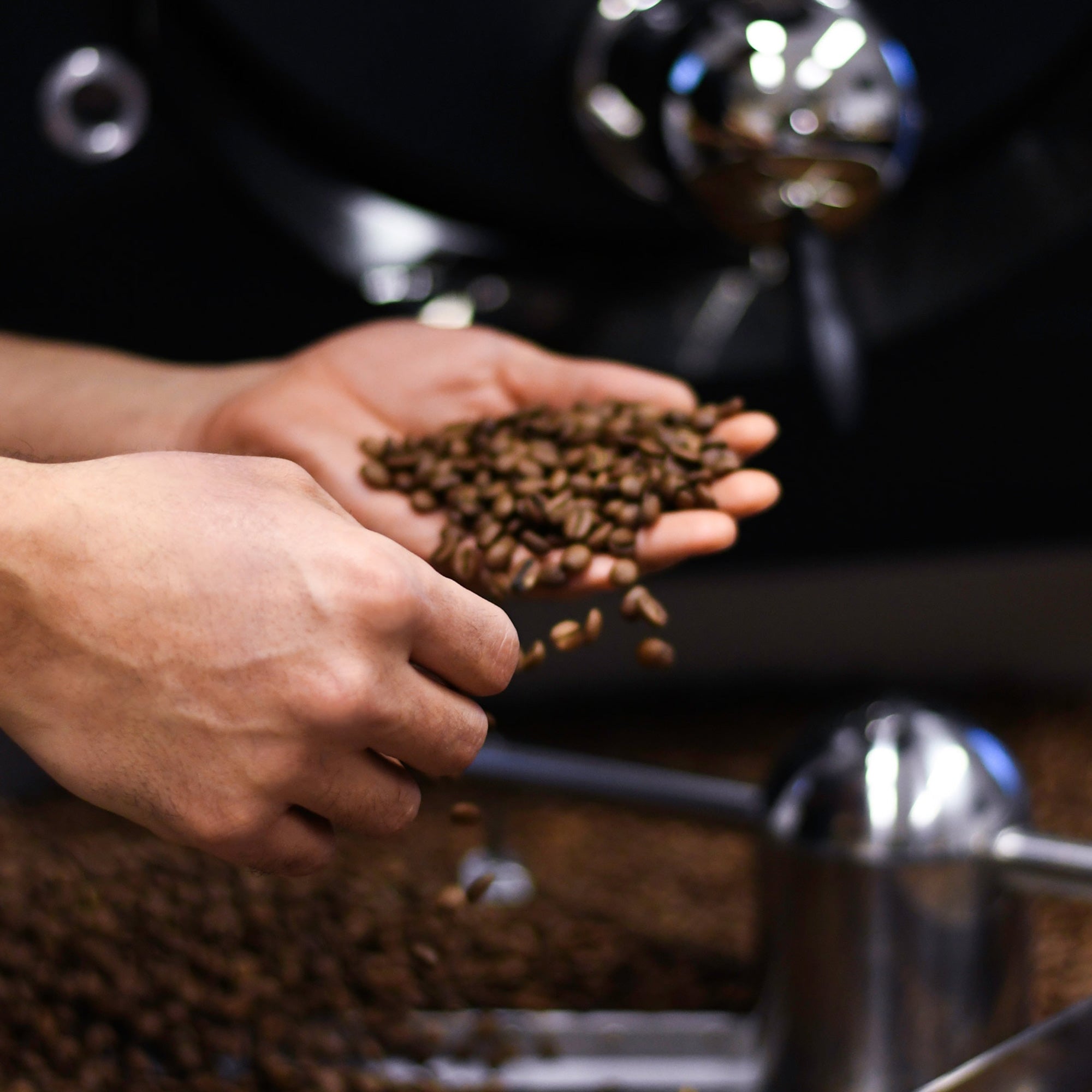 windsurf shop windsurf shop windsurf shop surf shop learn windsurfing Conatins Coffee Roasters Windsurf Coffee Coffee